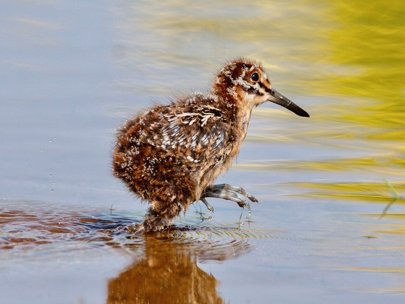 Wilson's Snipe chick by Vernal Buckle; permission required for use.